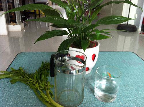 植物小实验之二:植物的叶子会呼吸作文