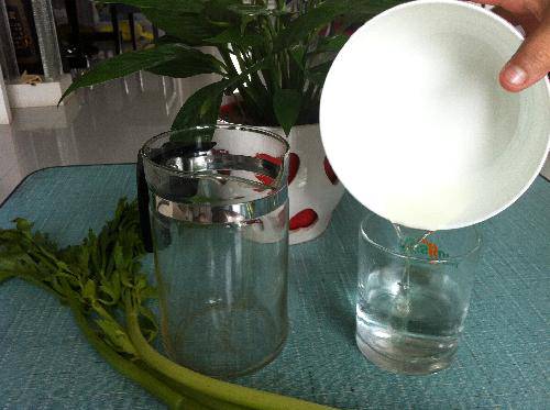 植物小实验之二:植物的叶子会呼吸作文