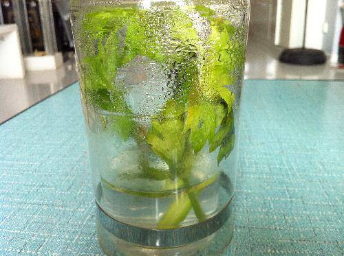 植物小实验之二:植物的叶子会呼吸作文