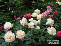 �������ǰ����Щ������...����