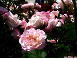 �������ǰ����Щ������...����