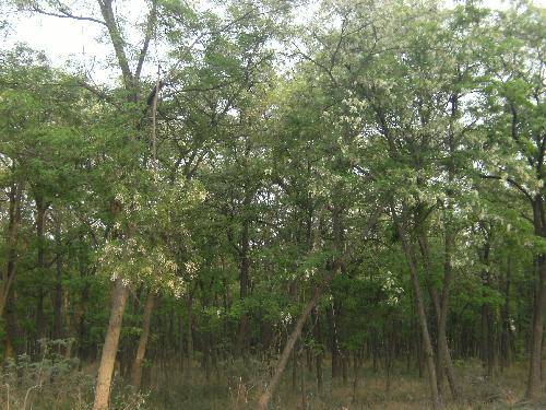 �ƺ�̲��������