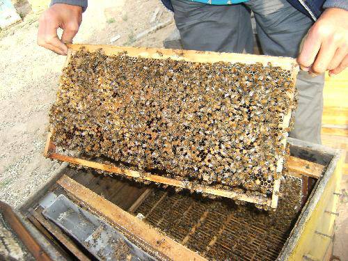 �ƺ�̲��������