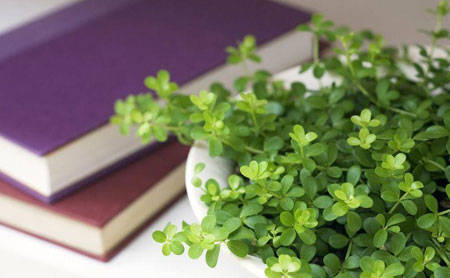 �Ҷ�֣Ԩ�ࡪ����Ҷ��Ʒ��ϵ��֮������