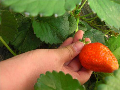 ����ժ��ݮ����