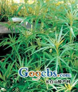 ����ҵļ�������