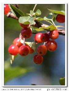 ����ҵļ�������