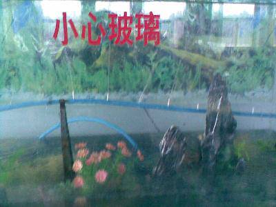 �ιۿƼ�������