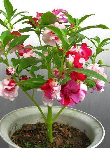 ���⣬������ɻ�����