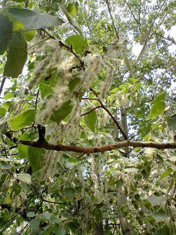 �¡�ѩ��������