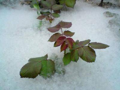 �¡�ѩ��������