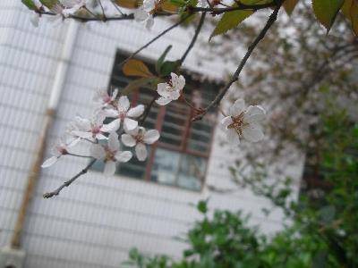 春天在这里作文