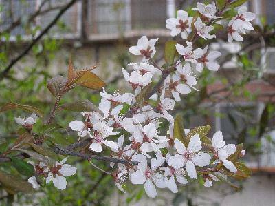 春天在这里作文