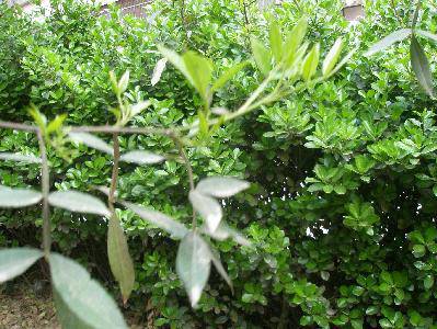 春天在这里作文