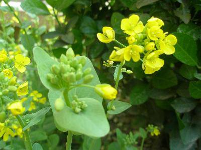 春天在这里作文