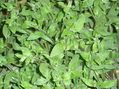 春天在这里作文