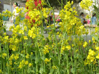 春天在这里作文