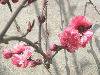 春天在这里作文