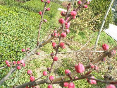 春天在这里作文