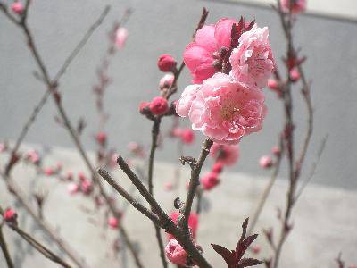 春天在这里作文