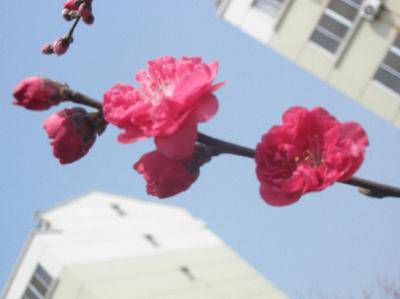 春天在这里作文