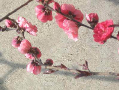 春天在这里作文