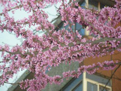 春天在这里作文