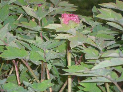 春天在这里作文