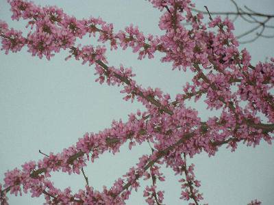 春天在这里作文