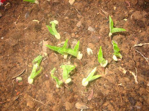 �̶������۲��ռǣ�һ������