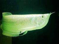 �������PK��һ������