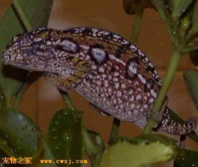 ��Ҫ���Լ���ԩ����