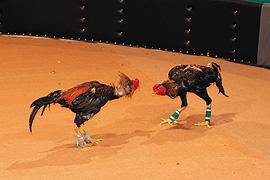 ����ҵļ�������