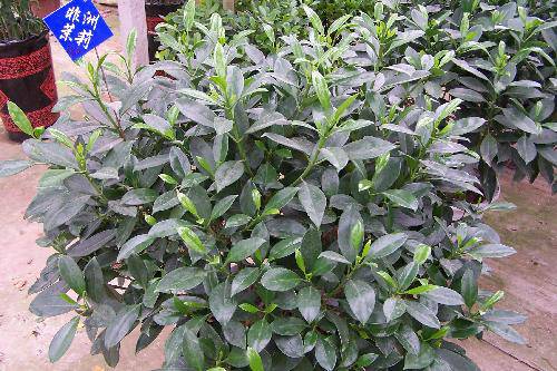 �������С��������