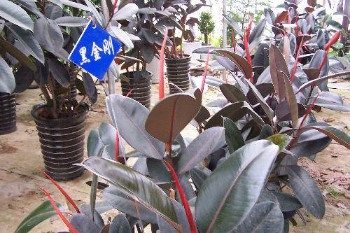 �������С��������