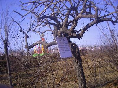 ����÷�۵�չ����