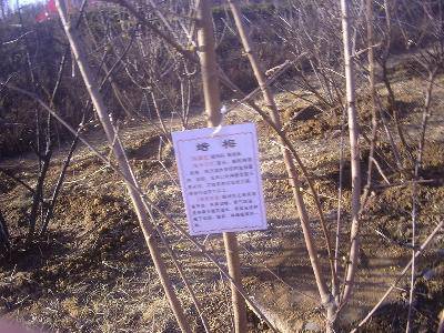 ����÷�۵�չ����