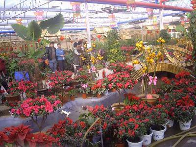 ����÷�۵�չ����