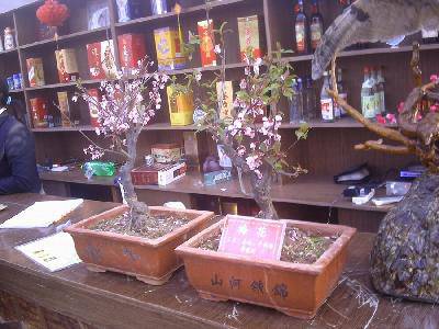 ����÷�۵�չ����