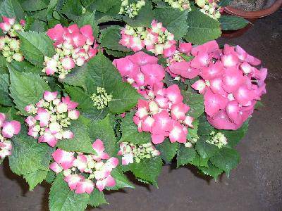 �仨���г�����