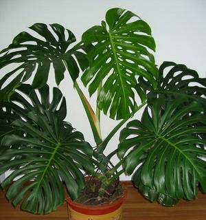 ��֪�ı�������