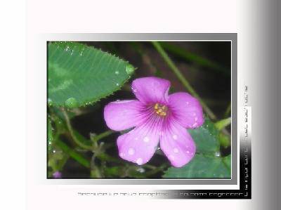 ¶̨�ϵġ����ӡ�����