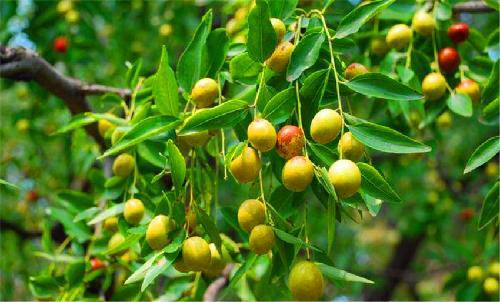 �����֦ͷ --�Ͷ���һ���߽���̬��ժ԰����