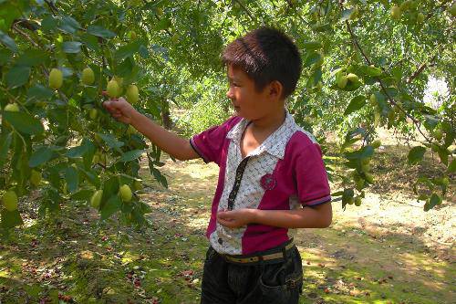 �����֦ͷ --�Ͷ���һ���߽���̬��ժ԰����