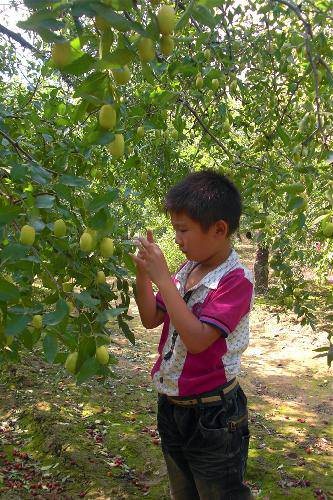 �����֦ͷ --�Ͷ���һ���߽���̬��ժ԰����