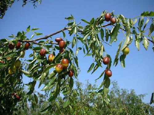 �����֦ͷ --�Ͷ���һ���߽���̬��ժ԰����