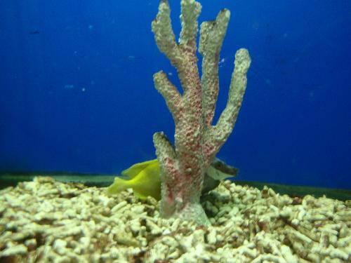 ���������Ǽҵġ�����ɱ��������