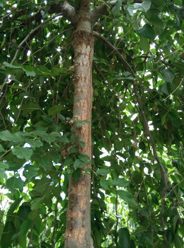 ������Ĩ��������