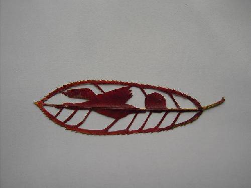 ������Ҷ������