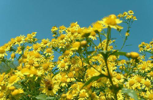 Ұ�ջ���԰����